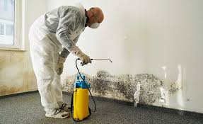 Best Mold Damage Restoration in Weissport East, PA