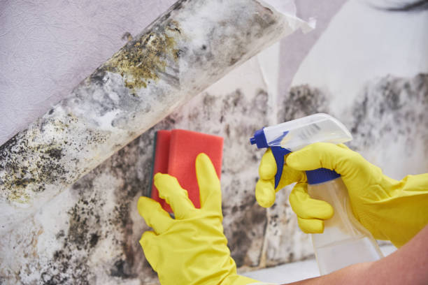 Why You Should Choose Our Mold Remediation Services in Weissport East, PA